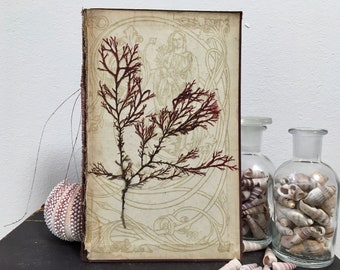 Pressed Seaweed Picture, Mixed Media Art, Coastal Art, Natural History Art, Seaweed Art, Vintage Inspired, Victoriana