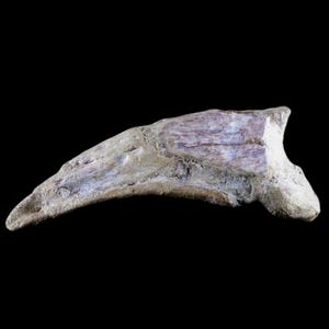Autentico fossile di artiglio di dinosauro di Carcharodontosaurus AKA T. rex africano COA naturale dal Marocco osso di dinosauro