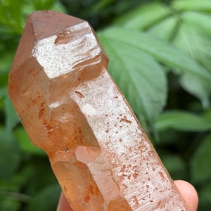 May include: A translucent, orange quartz crystal with a pointed tip. The crystal has a rough, textured surface and is held against green foliage. The crystal's colour varies from light to dark orange.