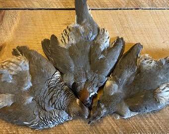 Gambel, Scaled,  Valley ( California) Quail Skins