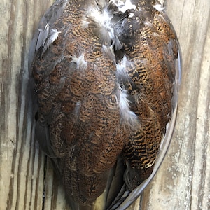 May include: Close-up of a bird's wings, showcasing a detailed pattern of brown, black, and white feathers. The wings are folded, revealing the intricate texture and natural design. The feathers have a speckled pattern.