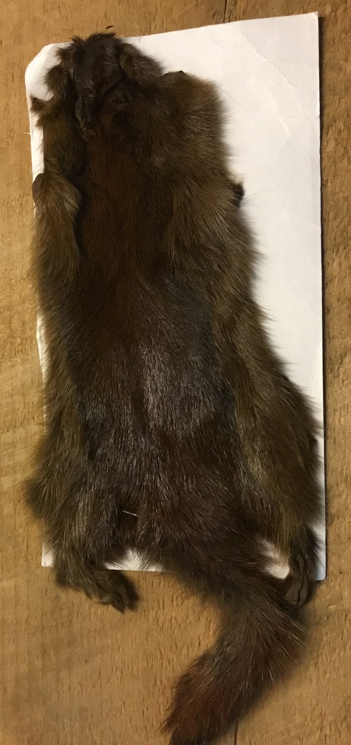 Complete Pine Squirrel Hide Dried Tanned or Dyed/tanned Etsy