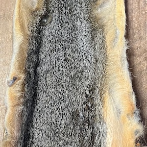 Rotfuchs Eichhörnchenhaut ( Getrocknet )