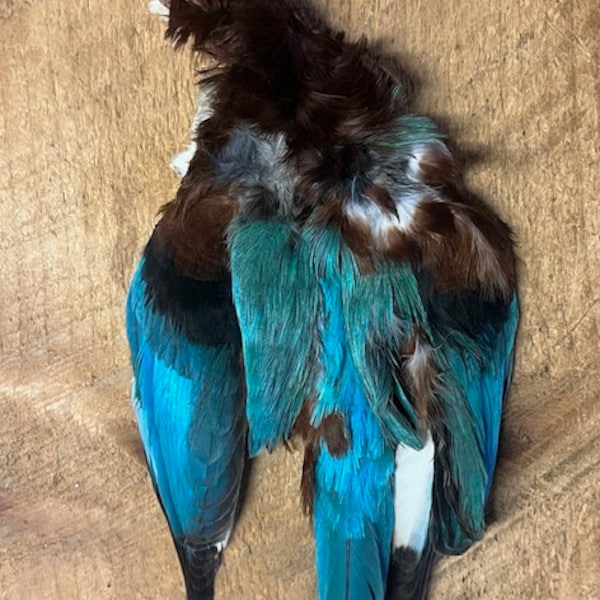 Asian King Fisher Pelt