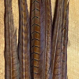 May include: Five brown pheasant feathers with black banding. The feathers are arranged in a fan shape with the tips pointing down.
