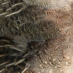 May include: Close-up of a group of brown and gray feathers with a patterned design. The feathers are arranged in a layered pattern, with the tips of the feathers visible.