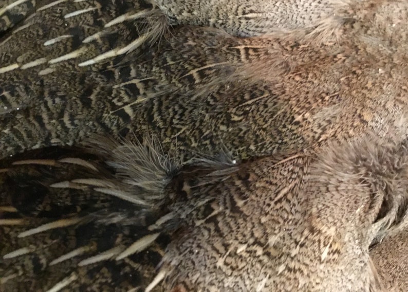 May include: Close-up of a group of brown and gray feathers with a patterned design. The feathers are arranged in a layered pattern, with the tips of the feathers visible.