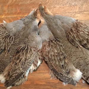 Select and Pro Grade Hungarian Partridge Skins