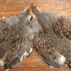 May include: Four gray and brown pheasant skins with white feathers on the tail. The skins are arranged in a fan shape with the heads facing inward.