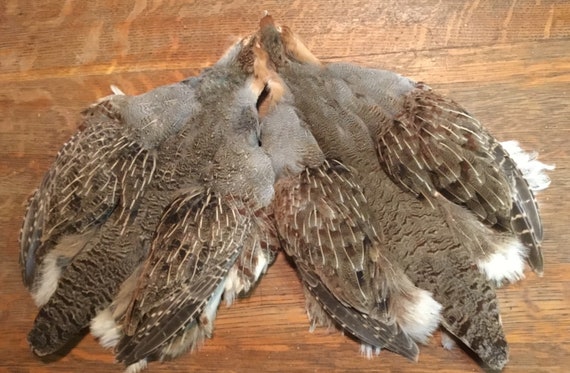 Select and Pro Grade Hungarian Partridge Skins
