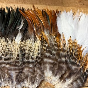 May include: A collection of colorful feathers in various shades of brown, black, white, and orange. The feathers are arranged in a fan-like pattern, with a mix of textures and patterns. The image is taken from a close-up perspective, highlighting the intricate details of the feathers.