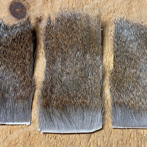African Compara Dun Hair (Dik-Dik )