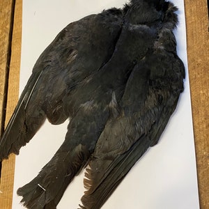 Jackdaw Pelt