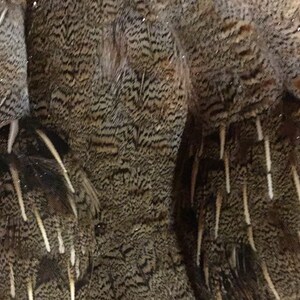 May include: Close-up of a group of brown and white feathers with a patterned design. The feathers are arranged in a vertical pattern, with the tips of the feathers pointing downwards.