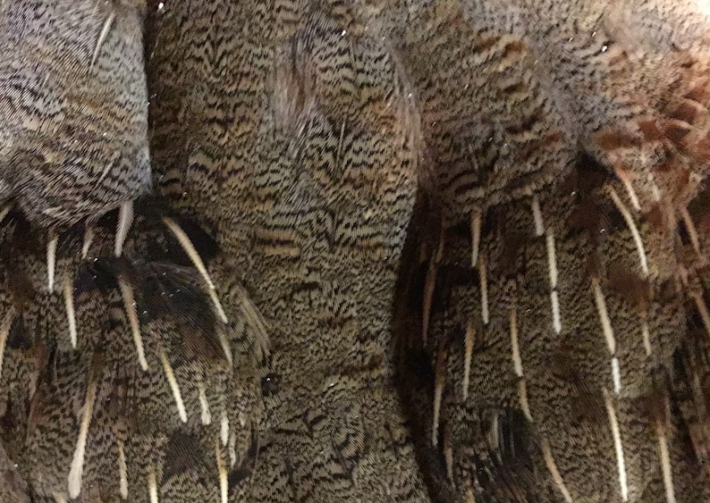 May include: Close-up of a group of brown and white feathers with a patterned design. The feathers are arranged in a vertical pattern, with the tips of the feathers pointing downwards.