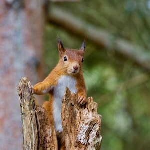 Squirrel card. Personalize / gift set options. Red / grey / black squirrel. Cute animal card for garden lover. Canadian nature photography