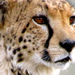 Wild cat card. Personalize / gift set options. Big cats.Exotic animal.African wildlife. Cheetah, lion, travel photography for nature lover