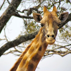 Carte girafe. Options de personnalisation/ensemble cadeau. Carte de bébé girafe. La faune africaine. Jolie carte pour les amoureux des animaux. Photographie de voyage. Carte drôle