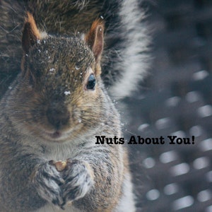 Cute Fathers Day card. Nuts about you! Squirrel card. Personalize / gift set option. Fun animal card for garden lover. Wildlife nature card