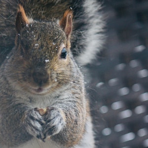 Grey Squirrel card. Personalize/gift set options. Cute animal card for garden lover. Canadian wildlife greeting card. Fun nature photography
