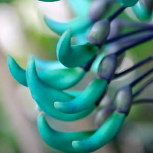Jade vine card. Personalize / gift set options. Rare plant card. Tropical flower card. Blue green exotic floral card for garden lover