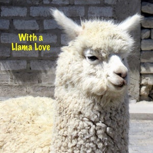 Llama card to personalize. Fun Llama card.No prob-llama card.Llama love.Llama glama.Cute animal card for friend, mom, dad, partner