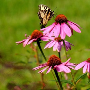 Butterfly card. Personalize / gift set options. Nature / garden lover birthday card. Butterflies are free retirement card