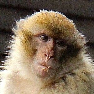 Monkey card. Monkey business photo card. Baboon card. Personalize / gift set options. Cute world animal card. Wildlife for travel lover