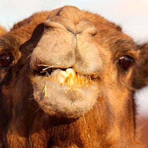 Camel card. Personalize / gift set options. Sahara desert travel photography - Morocco, Berber nomad, Dromedary, camel driver