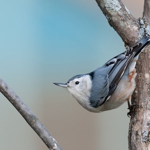 Nuthatch card. Personalize / gift set options. Backyard bird cards. Common bird card. Bird pictures for garden lover. Host thank you card