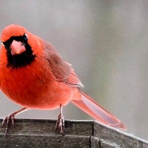 Kardinal Kartenset. 4 Karten. Kardinal Schreibwaren Geschenk zum Personalisieren. Rote Vogelkarten. Kardinal Maat. Geburtstag,Danke,nur so,Beileid