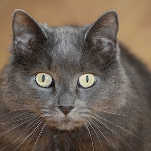 Carte de chat. Options de personnalisation/ensemble cadeau. Carte pour amoureux des chats. Carte pour animal de compagnie félin - Persan gris, chat noir, tigré duveteux, Bengale, smoking, rayé