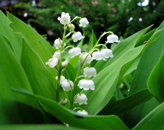 Lily card. Floral card to personalize for Birthday. May birth flower card. Lily of the Valley, Trumpet, Asiatic, Water Lily, Easter Lily