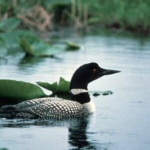 Loon card. Personalize / gift set options. Canadian loon. Black headed loon. Waterfowl for bird watcher. Common lake bird. Cottage Ontario