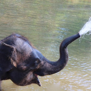 Carte d'éléphant. Options de personnalisation/ensemble cadeau. Éléphant d'Asie/Éléphant d'Afrique. Carte d'animal sauvage. Carte d'anniversaire éléphant pour famille ou ami