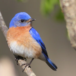 Bluebird card. Personalize/gift set option for birder/birdwatcher. Common birds-Nuthatch,Oriole,Blue Jay,Cardinal,Goldfinch,Flicker,Martin