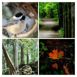 Set regalo di biglietti d'auguri. Set di 10 biglietti. Biglietto fotografico per giardiniere, birdwatcher, amante della natura e hostess. Regalo per primavera, estate, autunno e inverno.