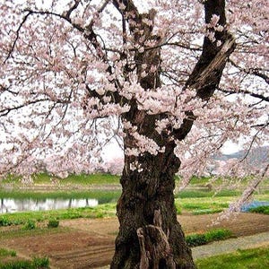 Jeu de 4 cartes de fleurs de cerisier. Saison Sakura au Japon. Lot de quatre cartes-cadeaux fleuries. Jeu de cartes de correspondance de printemps. Photographie de voyage au Japon