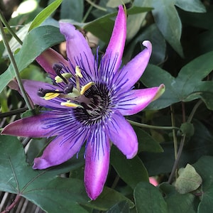 Purple flower card. Passionflower card. Personalize / gift set options. Exotic tropical flower birthday card. Floral anniversary card