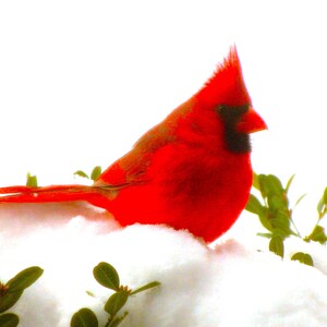 Cardinal card. Red bird card. Personalize / gift set options. Winter Cardinal in snow. Birthday card, host thank you or just because card.