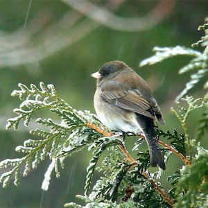 Winter bird card. Personalize/gift set options.Birdwatcher common backyard bird- Junco,Jay,Owl,Waxwing,Chickadee,Cardinal,Sparrow,Woodpecker