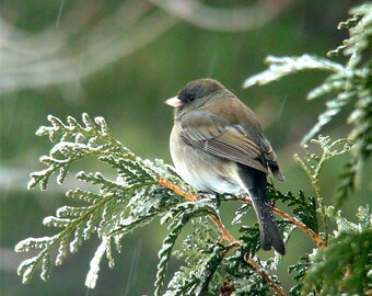 Winter bird card. Birdwatcher card to personalize. Common backyard birds - Jay, Owl, Waxwing, Chickadee, Cardinal, Sparrow Junco, Woodpecker