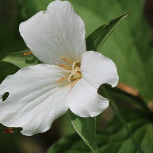 Trillium card. Personalize/gift set options. Floral greeting for Spring birthday, mother nature lover, hiker. Ontario forest wildflower card