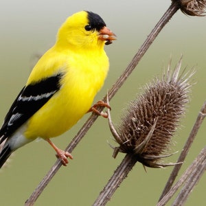 Wild canary card. Personalize / gift set options. Gold finch bird card. American goldfinch/North American bird. Birder gift for birdwatcher