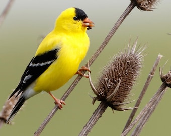 Wild canary card. Gold finch bird card to personalize. Photo note card. American goldfinch. North American bird. Birder gift for birdwatcher