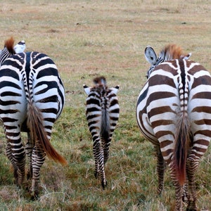 Baby Zebra card. Personalize / gift set options. Wild animal card for animal lover. African safari travel. Nature photography