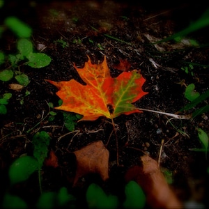Carte d'automne. Options de personnalisation/ensemble cadeau. Photographie de nature. Couleur d'automne. Sentier forestier de Muskoka, en Ontario, pour les amateurs de randonnée à Haliburton