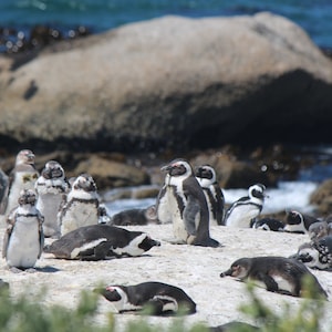 Penguin card. Personalize / gift set options. Endangered Cape Penguin/Black footed/Jackass penguins. South Africa wildlife. Flightless bird