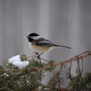 Chickadee card. Personalize / gift set options for bird watcher. Backyard songbird. Common bird note card. Winter wildlife for birder