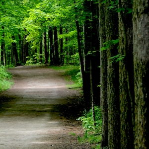 Forest trail card. Personalize / gift set options. Nature photography for hiker. Bruce Trail Ontario. Spring and Summer birthday card.